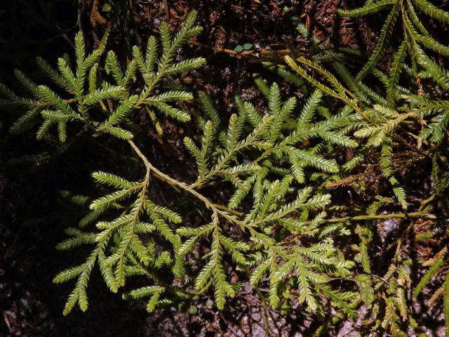 Plavuň (Lycopodium volubile G. Forst.)