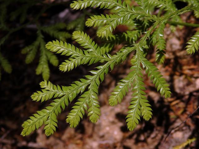 Plavuň (Lycopodium volubile G. Forst.)