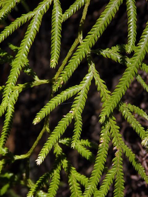 Plavuň (Lycopodium volubile G. Forst.)