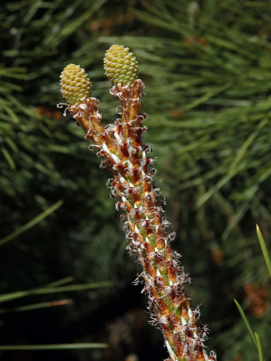 Borovice pinie (Pinus pinea L.)