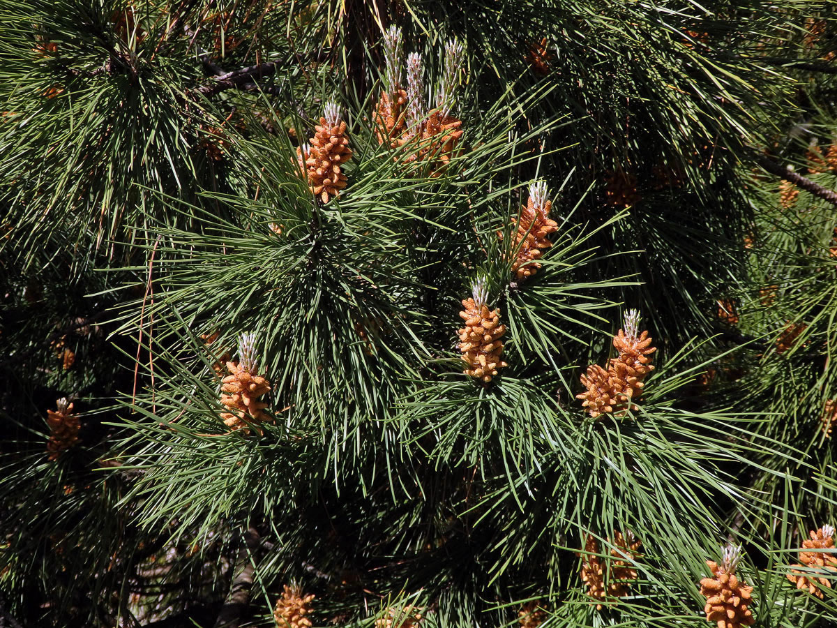 Borovice pinie (Pinus pinea L.)