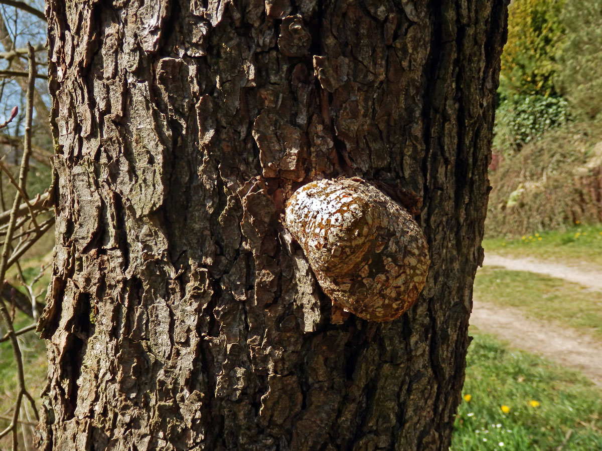 Tumor na olši lepkavé (Alnus glutinosa (L.) Gaertn.) (32)