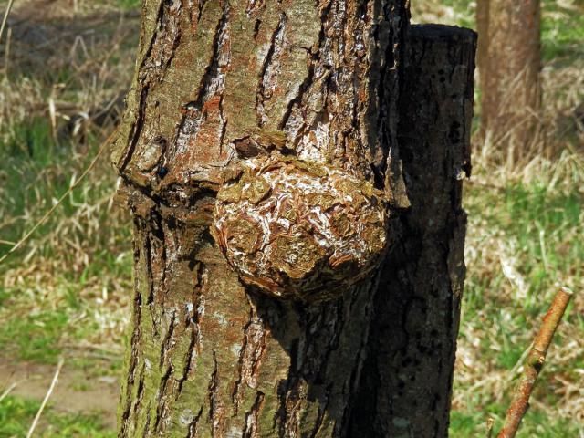 Tumor na olši lepkavé (Alnus glutinosa (L.) Gaertn.) (33)