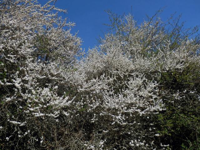 Trnka obecná (Prunus spinosa L.)