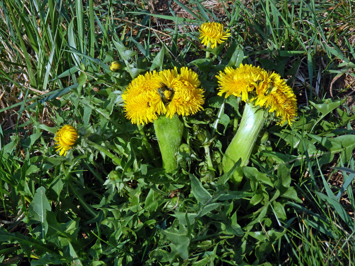 Smetánka lékařská (Teraxacum officinale L.) - fasciace stonku (31a)