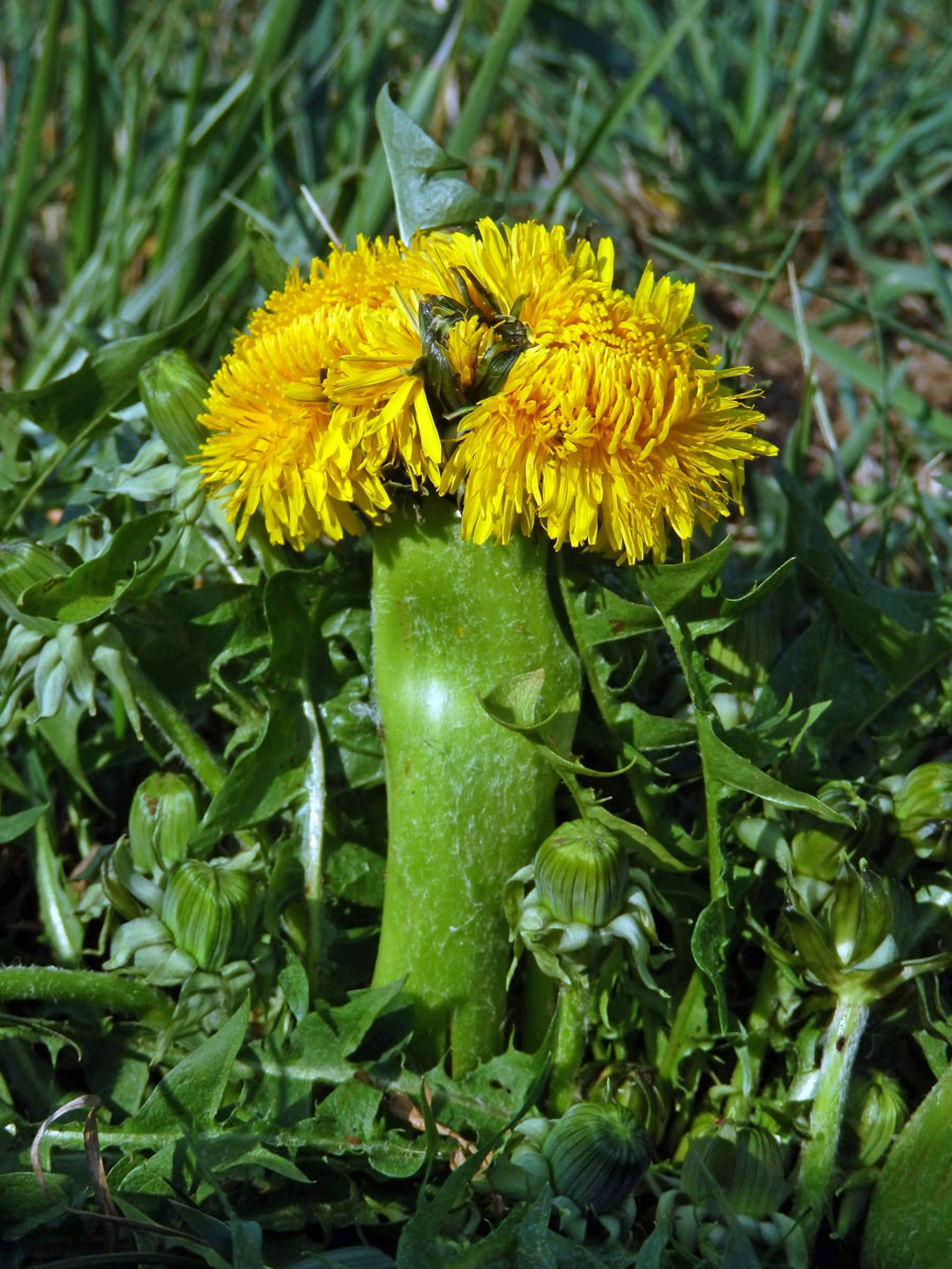 Smetánka lékařská (Teraxacum officinale L.) - fasciace stonku (31b)