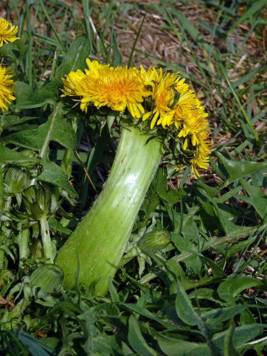 Smetánka lékařská (Teraxacum officinale L.) - fasciace stonku (31c)