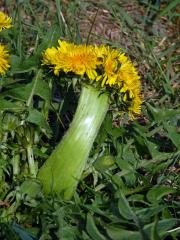 Smetánka lékařská (Teraxacum officinale L.) - fasciace stonku (31c)