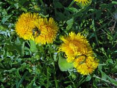 Smetánka lékařská (Teraxacum officinale L.) - fasciace stonku (31d)