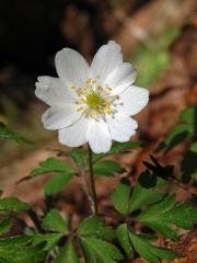 Sasanka hajní (Anemone nemorosa L.) - devítičetný květ (8)