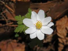 Sasanka hajní (Anemone nemorosa L.) - devítičetný květ (10)