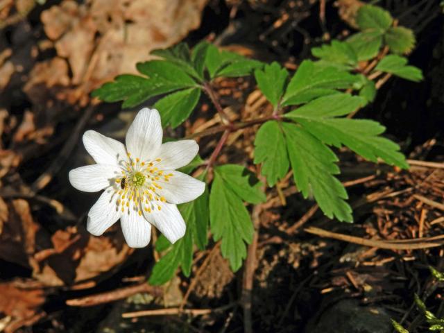 Sasanka hajní (Anemone nemorosa L.) - osmičetný květ (11)