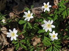 Sasanka hajní (Anemone nemorosa L.) - vícečetný květ (8)