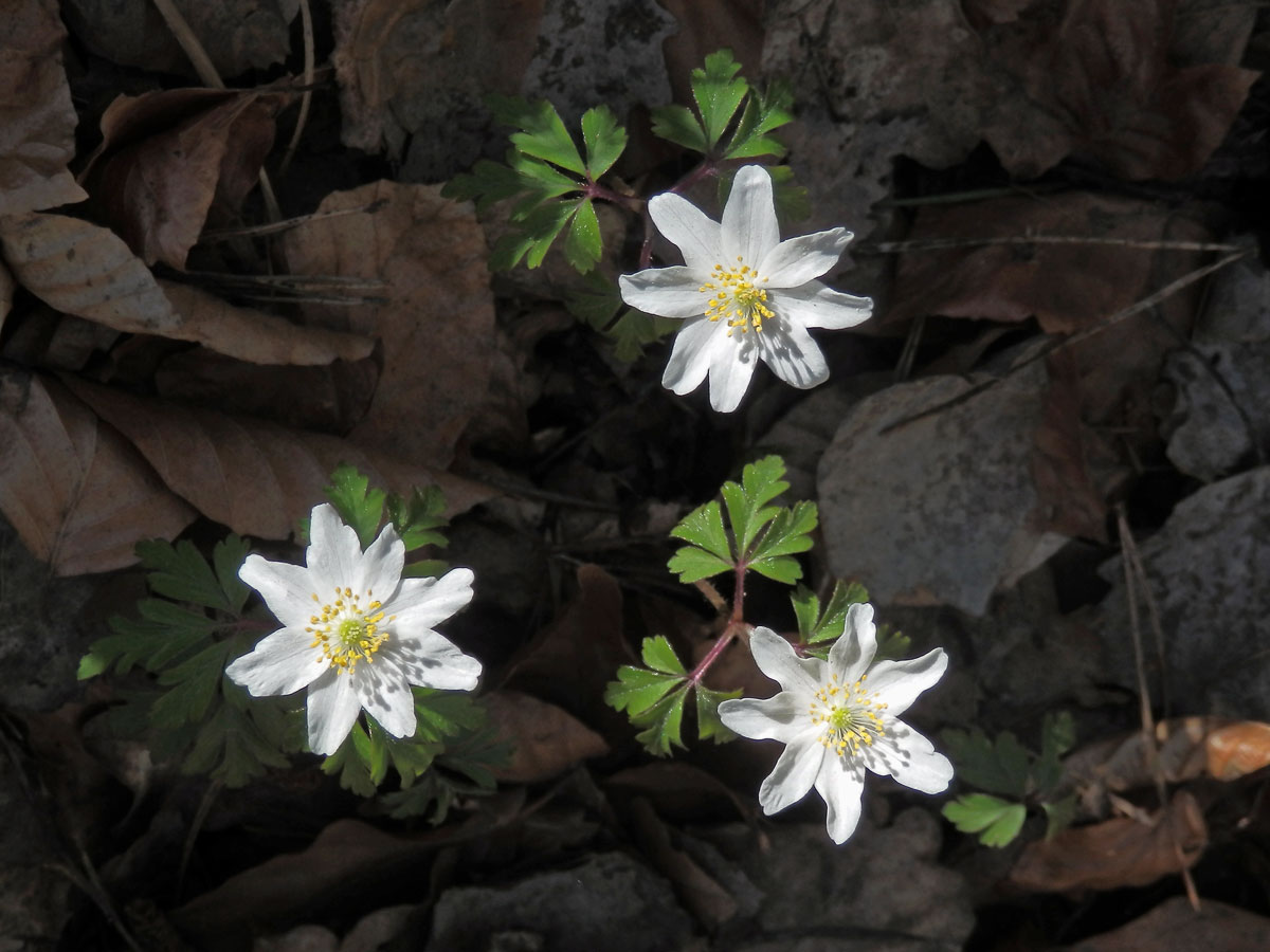 Sasanka hajní (Anemone nemorosa L.) - vícečetné květy (9)