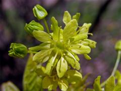 Javor mléč (Acer platanoides L.)