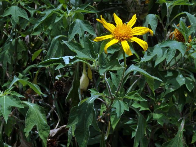 Tithonia diversifolia (Hemsl.) A. Gray