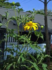 Tithonia diversifolia (Hemsl.) A. Gray