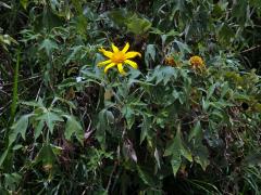 Tithonia diversifolia (Hemsl.) A. Gray