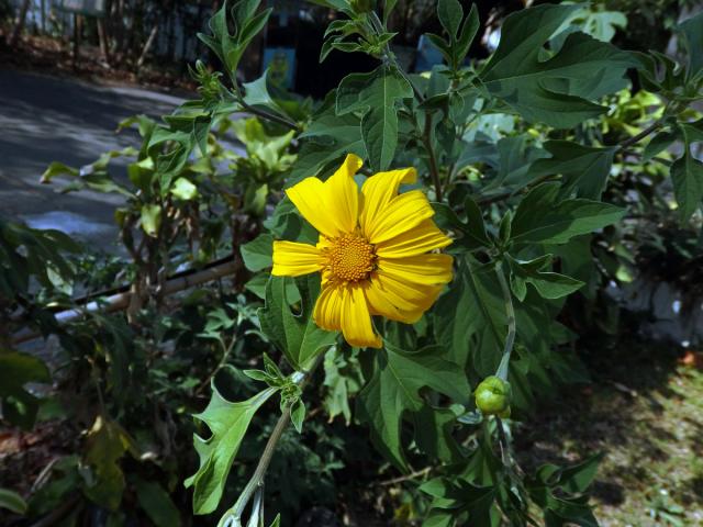 Tithonia diversifolia (Hemsl.) A. Gray