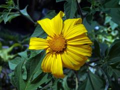 Tithonia diversifolia (Hemsl.) A. Gray