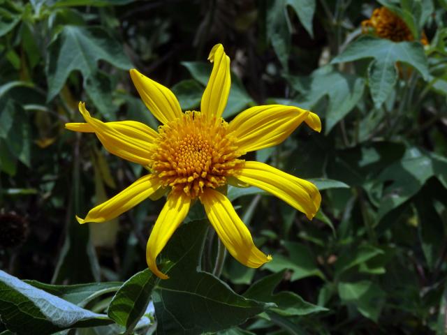 Tithonia diversifolia (Hemsl.) A. Gray