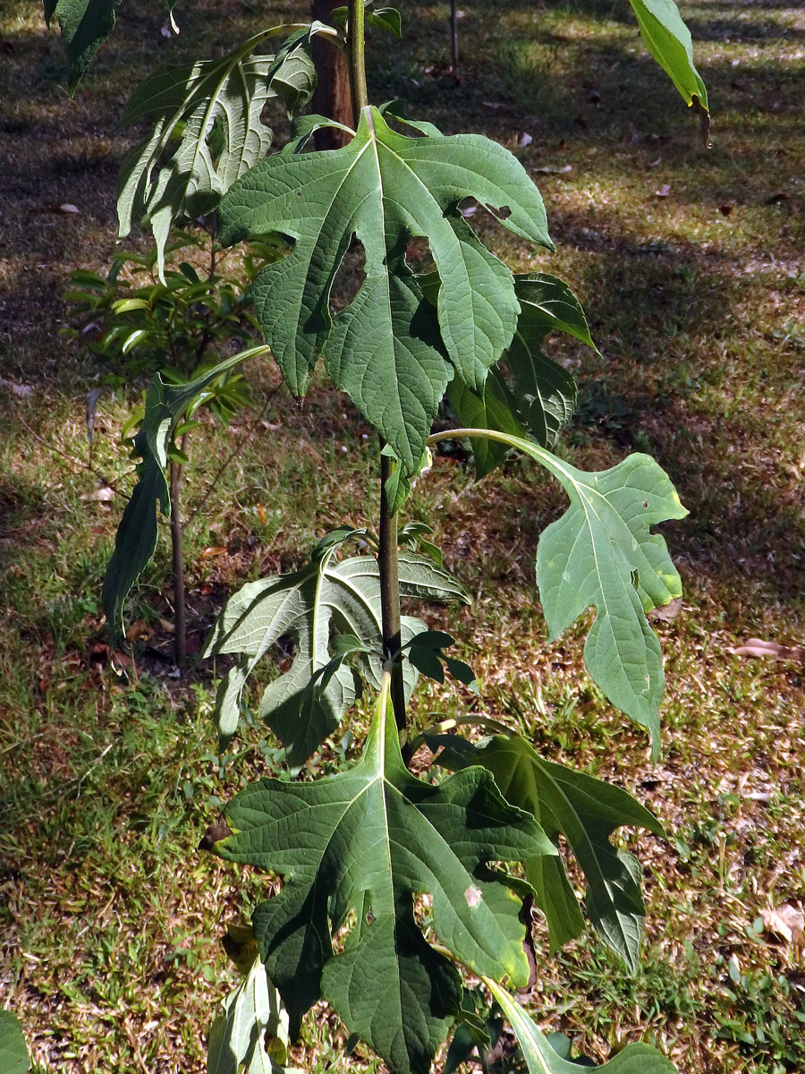 Tithonia diversifolia (Hemsl.) A. Gray