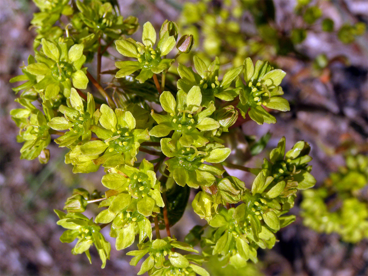 Javor mléč (Acer platanoides L.)