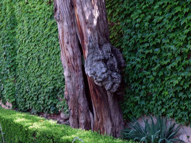 Nádor na cypřiši vždyzeleném (Cupressus sempervirens L.) (4)