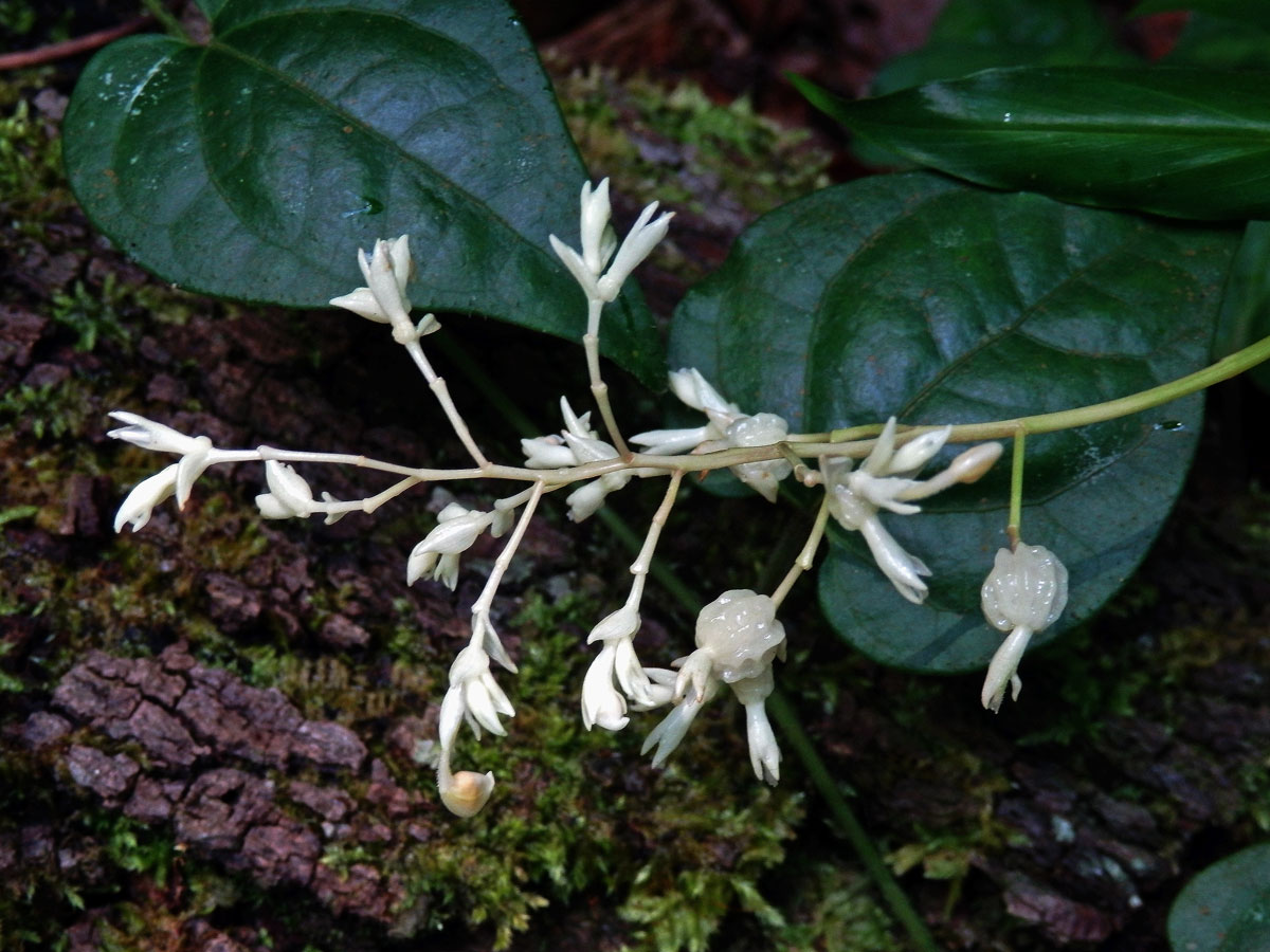 Globba leucantha Miq.