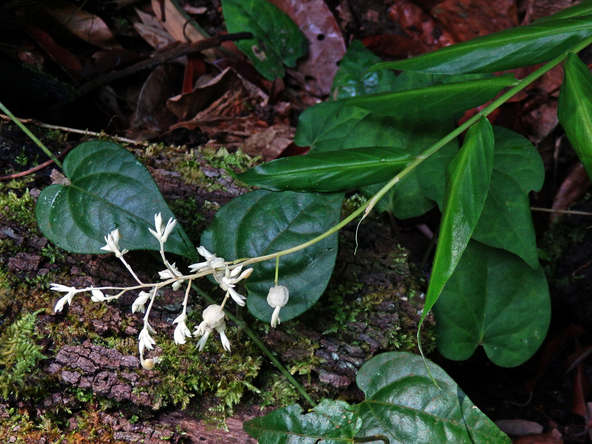 Globba leucantha Miq.