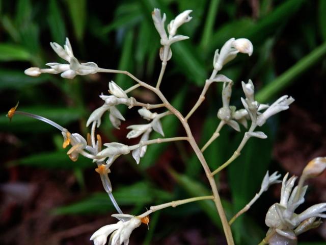 Globba leucantha Miq.