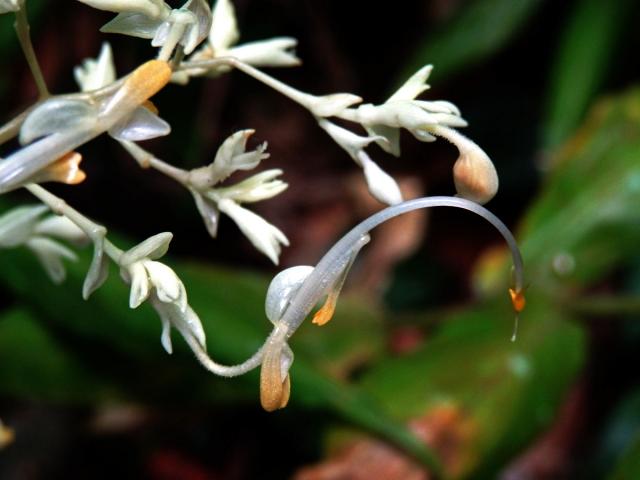 Globba leucantha Miq.