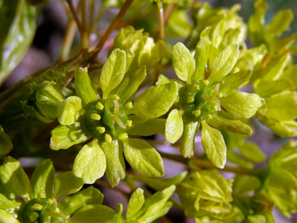 Javor mléč (Acer platanoides L.)