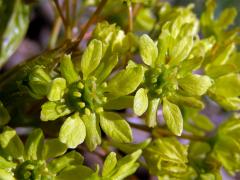 Javor mléč (Acer platanoides L.)