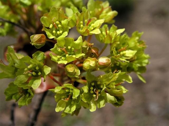 Javor mléč (Acer platanoides L.)