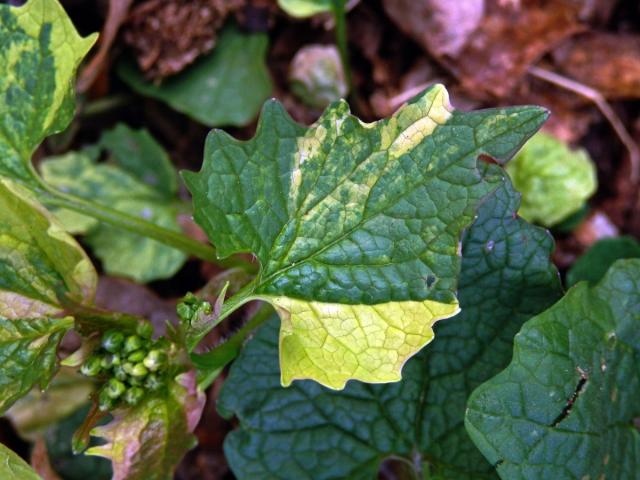 Česnáček obecný (Alliaria petiolata (M. Bieb.) Cavara et Grande) s panašovanými listy (1b)