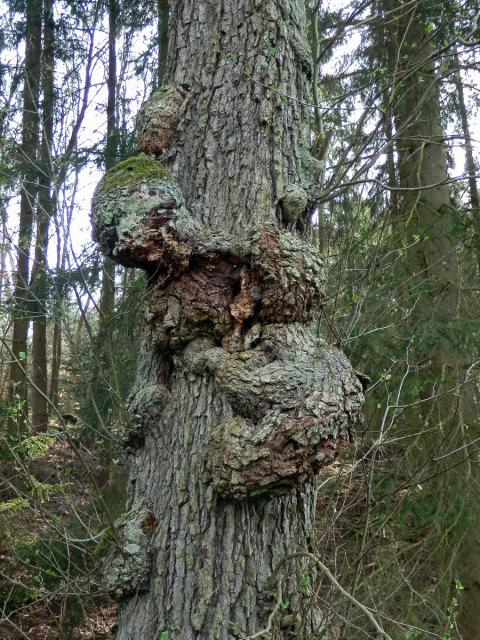 Tumor na olši lepkavé (Alnus glutinosa (L.) Gaertn.) (34a)