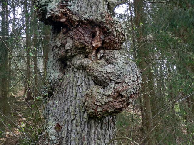 Tumor na olši lepkavé (Alnus glutinosa (L.) Gaertn.) (34b)