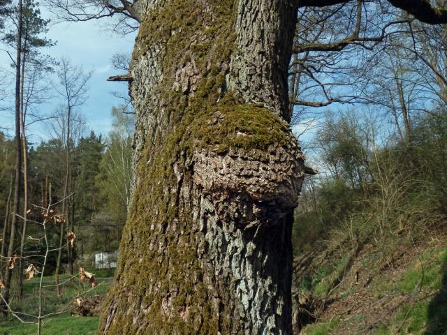 Tumor na olši lepkavé (Alnus glutinosa (L.) Gaertn.) (35a)