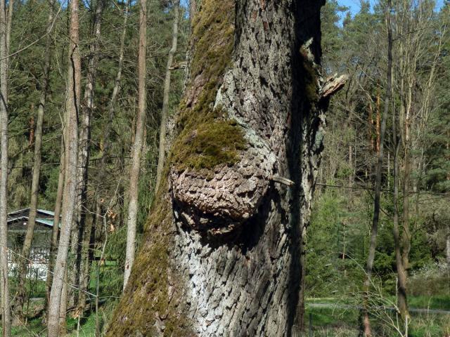 Tumor na olši lepkavé (Alnus glutinosa (L.) Gaertn.) (35b)