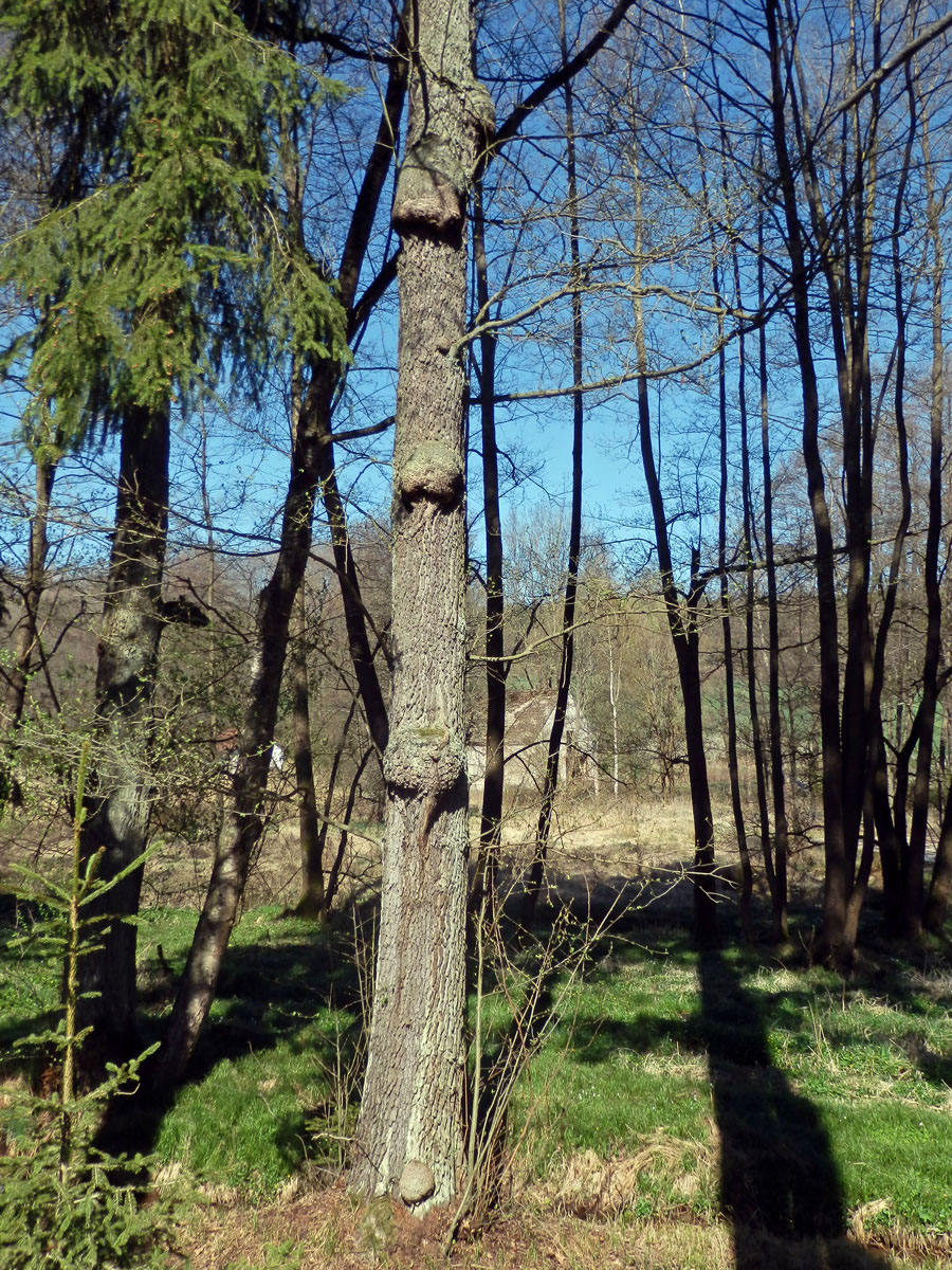 Tumor na olši lepkavé (Alnus glutinosa (L.) Gaertn.) (36a)