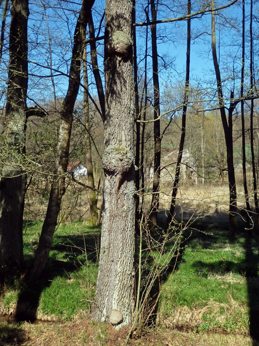 Tumor na olši lepkavé (Alnus glutinosa (L.) Gaertn.) (36b)