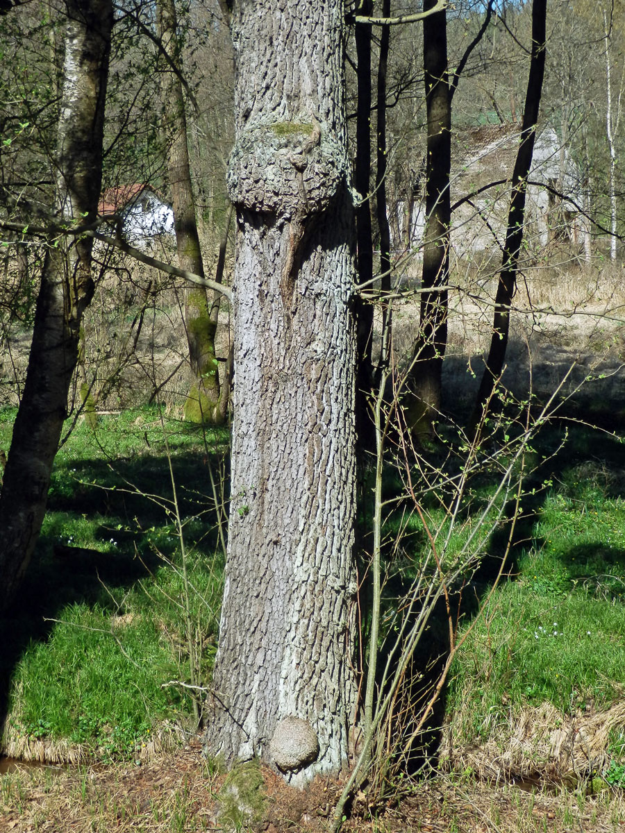 Tumor na olši lepkavé (Alnus glutinosa (L.) Gaertn.) (36c)