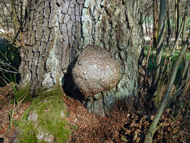 Tumor na olši lepkavé (Alnus glutinosa (L.) Gaertn.) (36d)