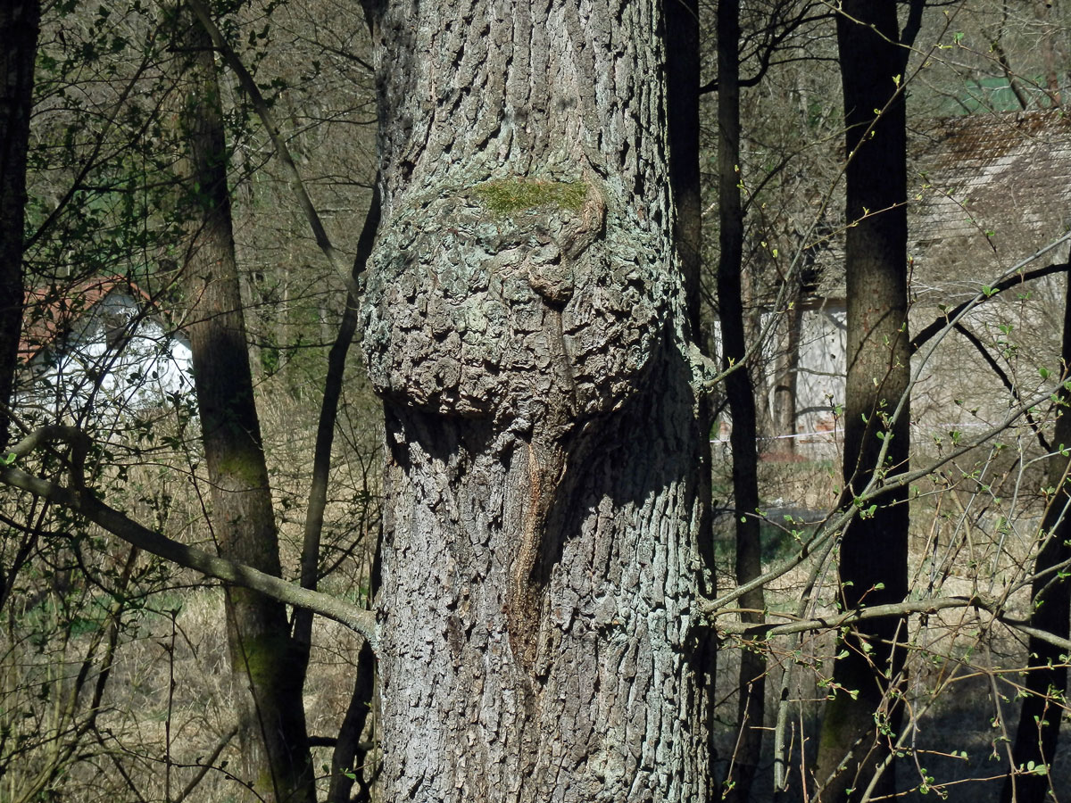 Tumor na olši lepkavé (Alnus glutinosa (L.) Gaertn.) (36e)