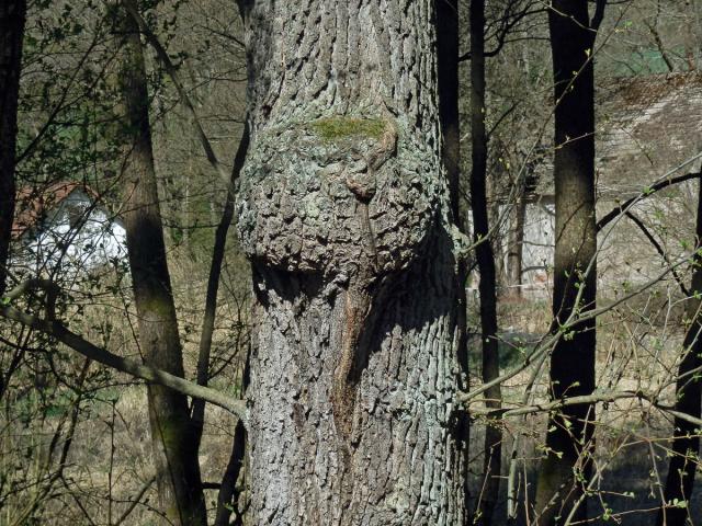 Tumor na olši lepkavé (Alnus glutinosa (L.) Gaertn.) (36e)