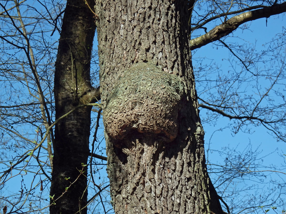 Tumor na olši lepkavé (Alnus glutinosa (L.) Gaertn.) (36g)