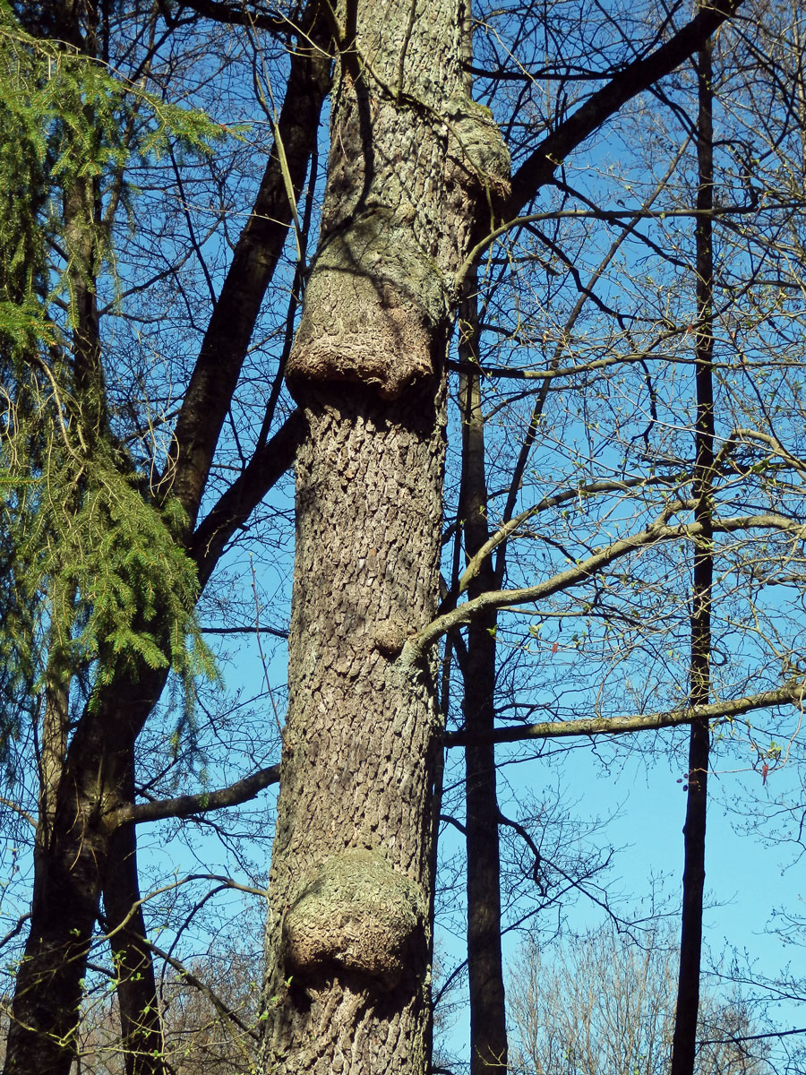 Tumor na olši lepkavé (Alnus glutinosa (L.) Gaertn.) (36h)