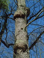 Tumor na olši lepkavé (Alnus glutinosa (L.) Gaertn.) (36i)