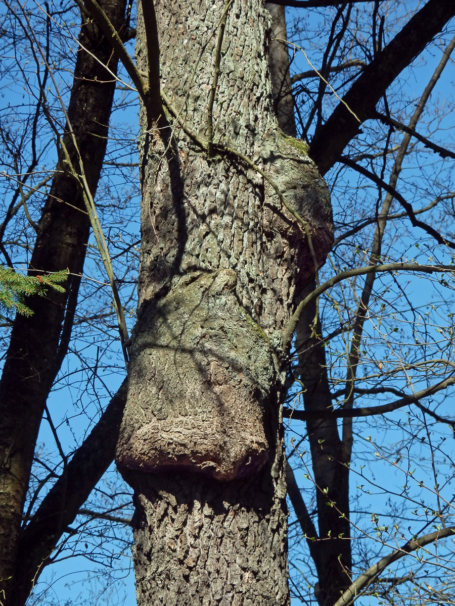 Tumor na olši lepkavé (Alnus glutinosa (L.) Gaertn.) (36j)